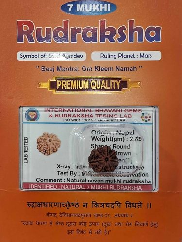 7 Mukhi Rudraksha