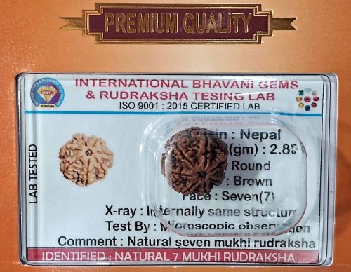 7 Mukhi Rudraksha