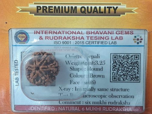 6 mukhi rudraksha